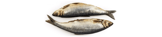 Vis vs visolie: wat is gezonder - Elmerink Nutrition
