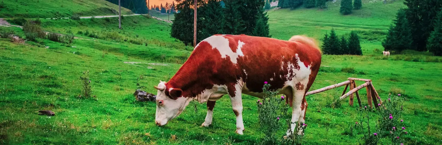 Gras-etende-koe-Elmerink-Nutrition