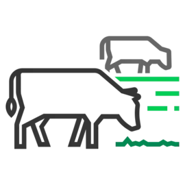 Gras etende koeien Elmerink Nutrition